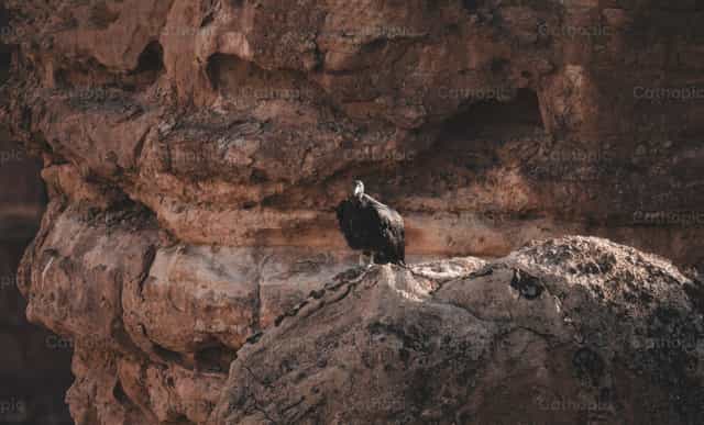 Vulture at the Grand Canyon - Catholic stock images - Photo by Santiago de la Hoz