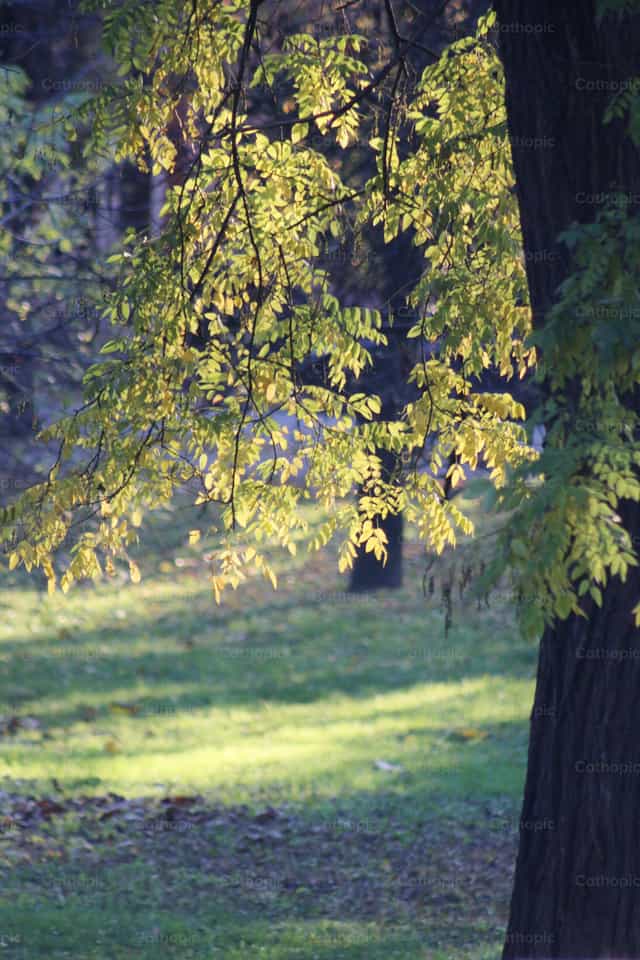 Albero in una giornata soleggiata d’autunno - Immagini stock cattoliche - Foto di Cristina Grigore