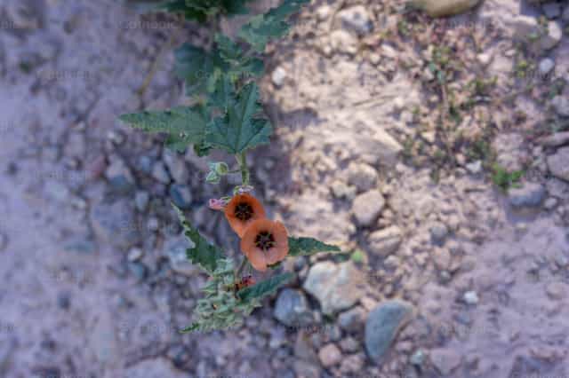 Bloom among the stones - Catholic stock images - Photo by Titi Maciel Pérez
