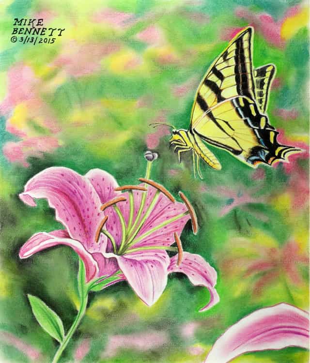 Tiger Swallowtail at Stargazer Lily - Mga Catholic stock image - Larawan ni Mike Bennett