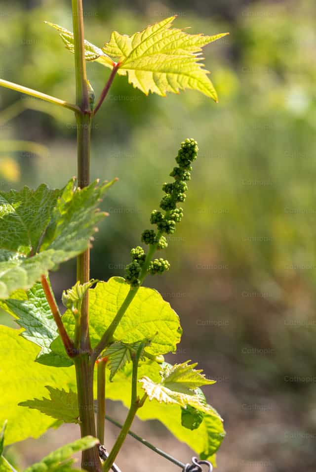Uvas creciendo en la vid - Banco de imágenes católicas - Fotografía por Antonio Gravante