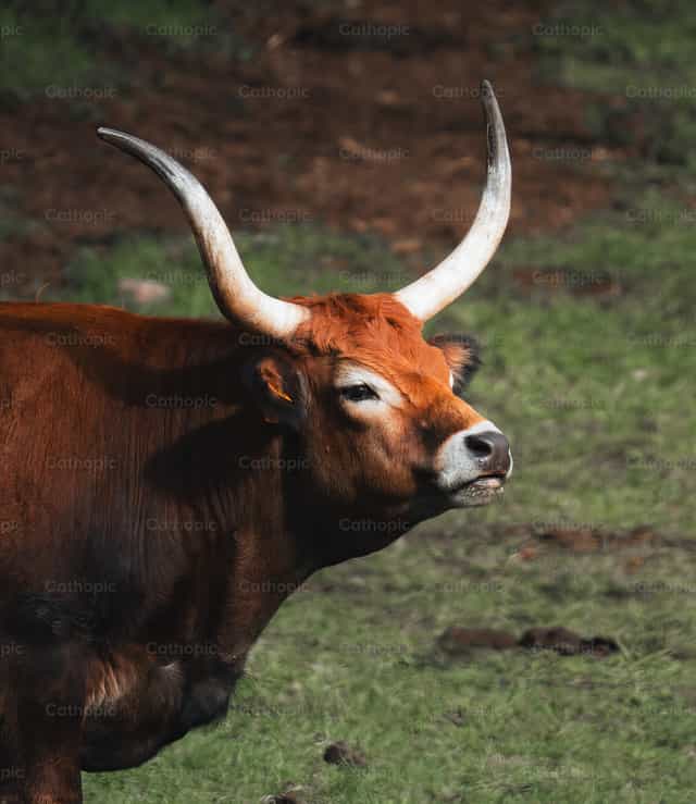 Vaca Cachena - Banco de imágenes católicas - Fotografía por Santiago de la Hoz