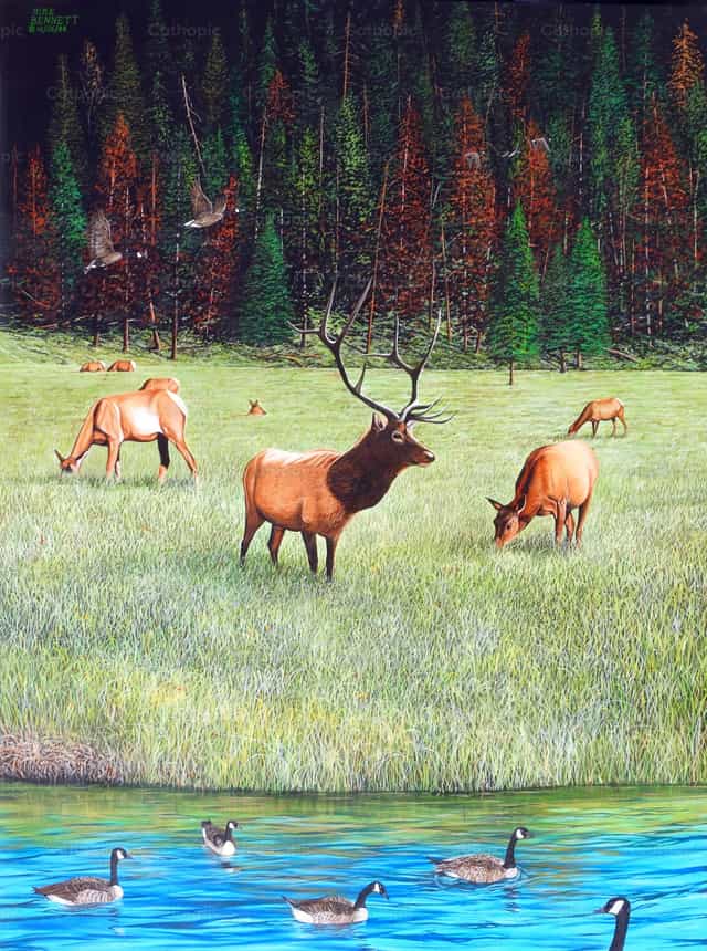 Inwoners van Yellowstone - Katholieke stockfoto's - Foto door Mike Bennett