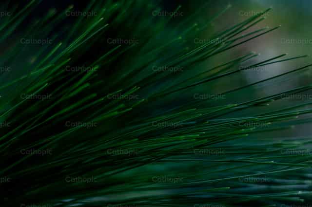 hojas de pino - Banco de imágenes católicas - Fotografía por Carolina BR