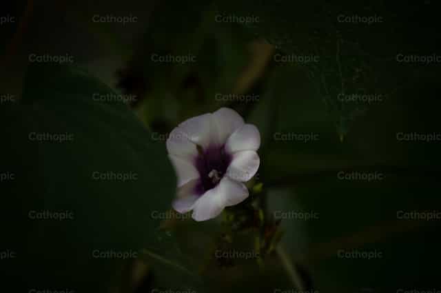 Fiore rampicante - Immagini stock cattoliche - Foto di Carolina BR