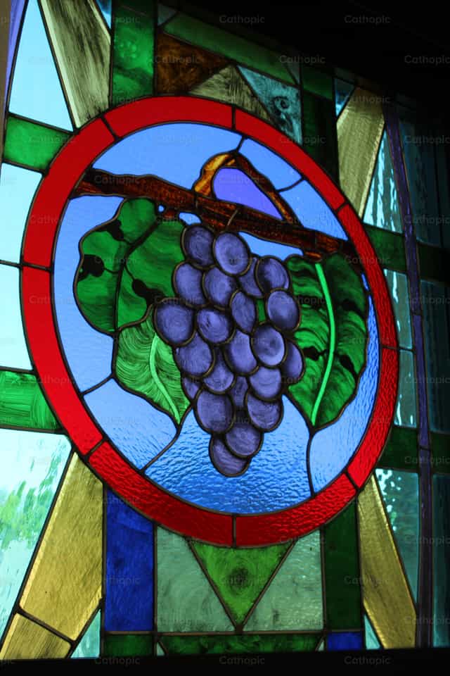 Cristo, vid verdadera y fruto del Espíritu - Banco de imágenes católicas - Fotografía por James Speelman