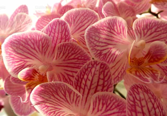 Orquídeas rosadas - Banco de imágenes católicas - Fotografía por Sandra Otalora