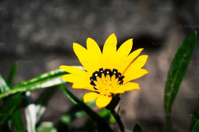 Flor - Banco de imágenes católicas - Fotografía por Javier Bastidas