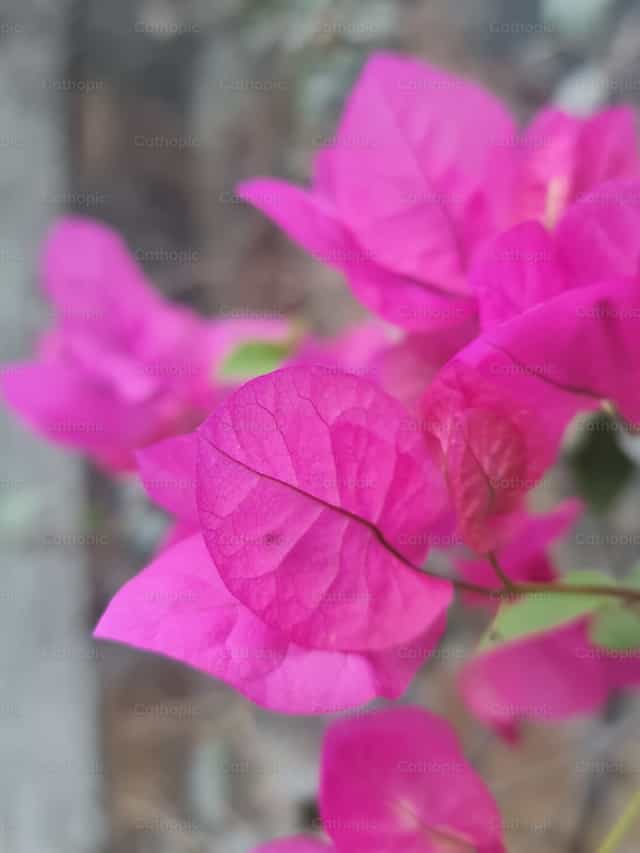 Bugambilia flower - Catholic stock images - Photo by Paola Rossinelli