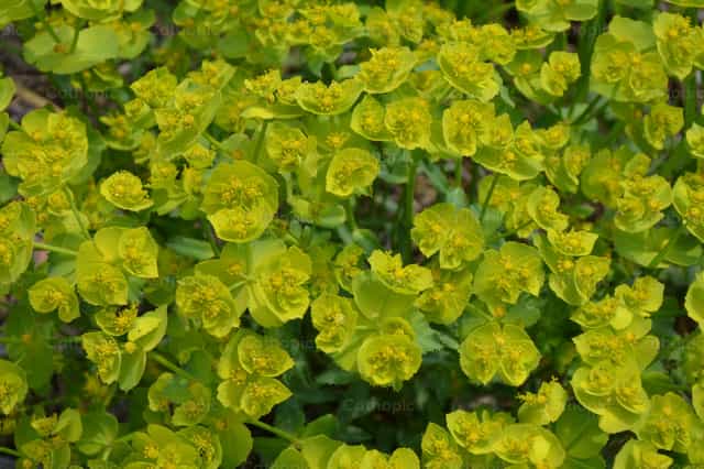Plantas y hojas verdes - Banco de imágenes católicas
