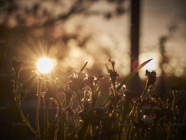 Amanecer entre flores - Banco de imágenes católicas - Fotografía por Pitangus Alfonso Asensio