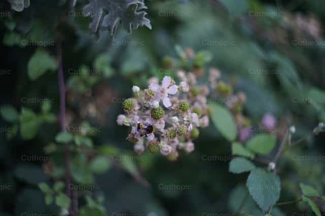 Fleur et abeille - Images catholiques de stock