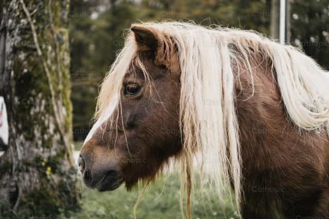 Ein kleines Pferd - Katholische Stockfotos