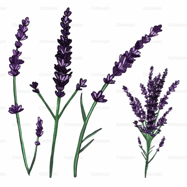 Tallos de lavanda - Banco de vectores católicos - Fotografía por Dorothy P