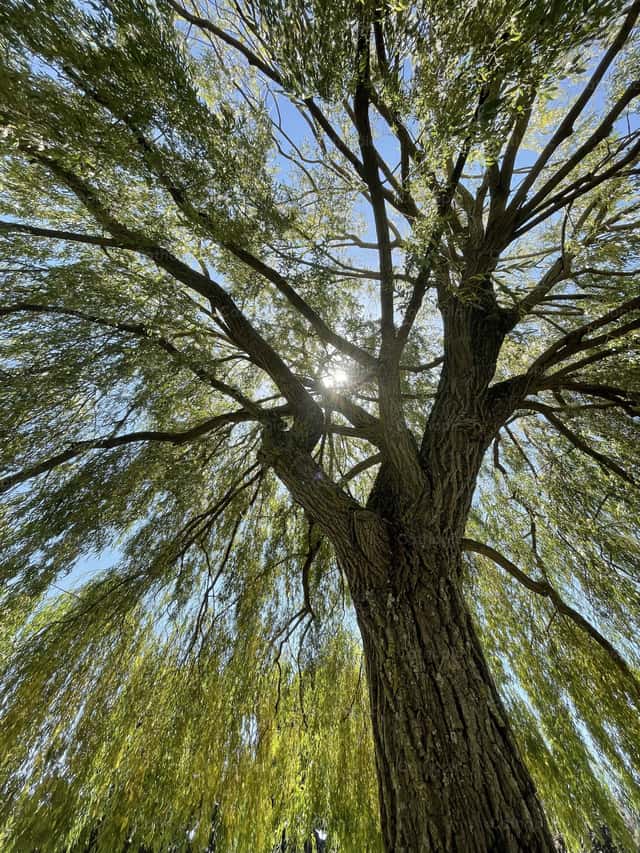 Groote Tree Great Tree - Catholic Stock Images