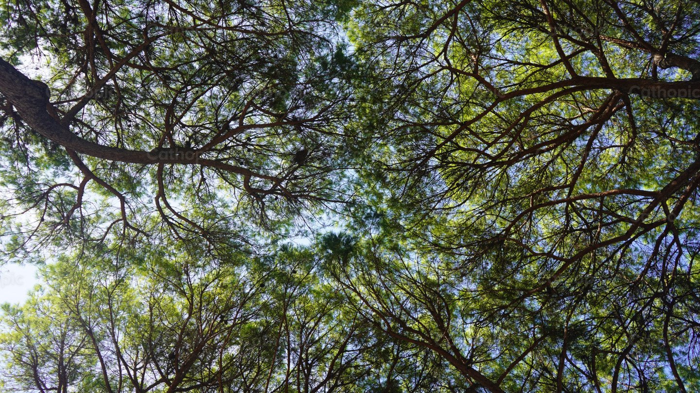 Tree photo | Cathopic