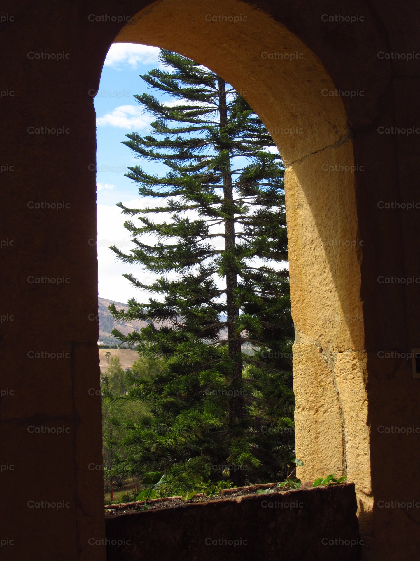 A window to nature photo — Cathopic