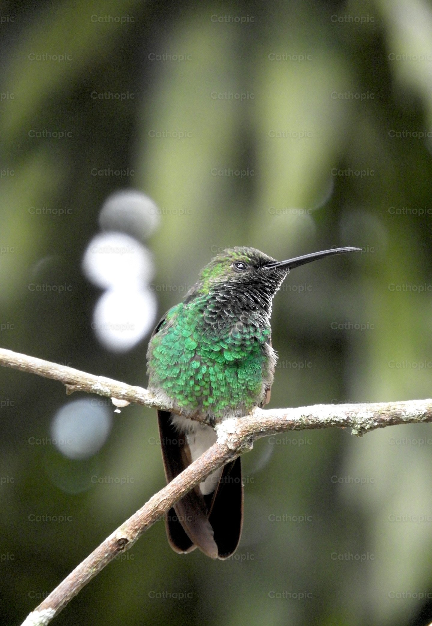 Beautiful emerald green hummingbird photo | Cathopic